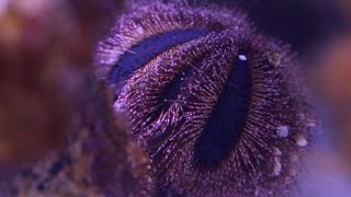 Red Sea Reefer pt15 Algae Control [upl. by Animsaj]