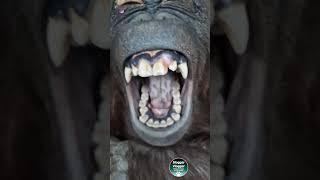 Orangutans Teeth Revealed [upl. by Worl257]