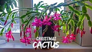 Christmas Cactus ക്രിസ്മസ് കാക്ടസ് Flowering hanging Plant with sub titles Care and propagation [upl. by Ahsok311]