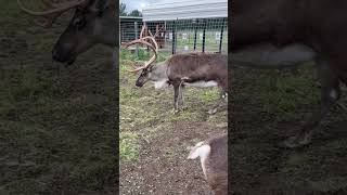 Hand feeding real reindeer in Alaska at Palmer Reindeer Farm alaska reindeer [upl. by Tate]