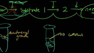 Beadle and Tatum Experiment [upl. by Enna129]