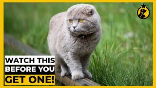 5 Things You MUST KNOW Before Getting a Scottish Fold [upl. by Finbar]