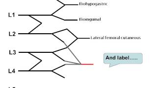 How to draw the lumbar plexus [upl. by Jacquelynn]