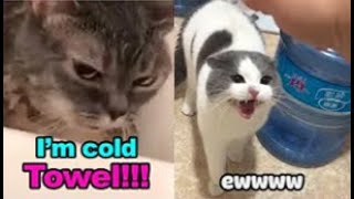 These Cats Can Speak English  TALKING CATS quotMEOWquot Language  Tiktok pets Video [upl. by Llednik88]