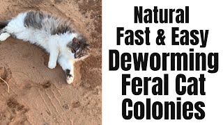 How to Deworm Feral Cat Colonies Barn Cats Fast Easy and All Natural [upl. by Twila]