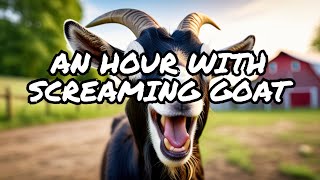 screaming goat 1 hour [upl. by Nyladnewg]