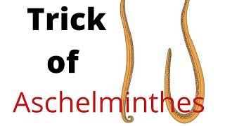 Phylum  Aschelminthes NCERT short trick [upl. by Grenier]