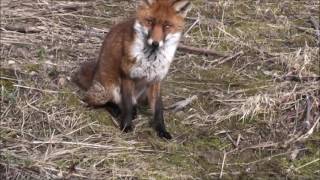 A Jack Russell Terrier meets a Fox [upl. by Mogerly476]