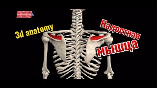 Надостная мышца 3d anatomy MUSCLE MOTION [upl. by Vizzone]