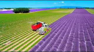 Lavender Harvest amp Oil Distillation  Valensole  Provence  France 🇫🇷 Claas Jaquar 840 [upl. by Lindsay]