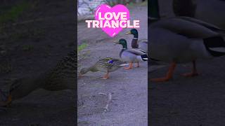 Mallards love triangle [upl. by Eisso]