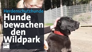 Die Herdenhunde im Wildpark Mehlmeisel  BR24 [upl. by Saalocin]