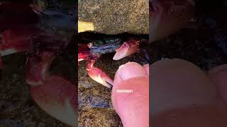 Crab Skin Care A Specialist’s Tale crab mukbang satisfying pedicure shorts toppicktracker [upl. by Holcman401]