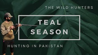 Teal season 2023 in Pakistan [upl. by Aun]