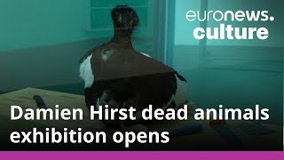 Damien Hirst exhibition dedicated to dead animal artworks opens in London [upl. by Raul]