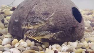 Sterbai corydoras spawning breeding behavior and live egg laying [upl. by Carvey351]