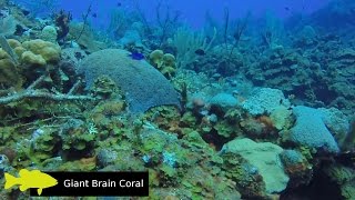 Roatán Scuba Diving 2016 with Wrecks and Fish ID [upl. by Sloatman]