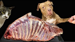 ASMR MUKBANG PITBULL EATING RAW FOODS [upl. by Schaeffer]