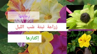 معلومات عن نبتة الساعة الرابعة Mirabilis jalapa [upl. by Alled]