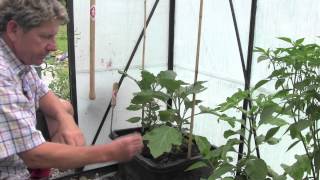 HOW TO PLANT AND GROW AUBERGINES [upl. by Iahc]