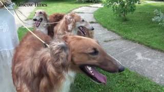 Do You want a Borzoi dog [upl. by Alli]