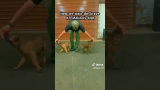 How the k9 dogs are trainedk9dogsgermanshepherd k9malinoisprince43 [upl. by Odysseus596]