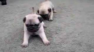 Pug Puppies 4 Weeks Old [upl. by Gluck]