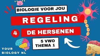 5 vwo  Regeling  4  Het zenuwstelsel hersenen [upl. by Amarillis]