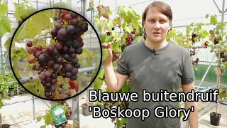 De ideale blauwe buitendruif Boskoop Glory [upl. by Enirehtac]