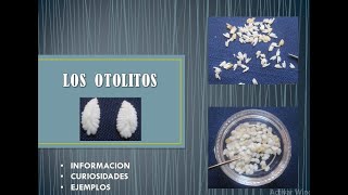 LOS OTOLITOS [upl. by Acinomed]