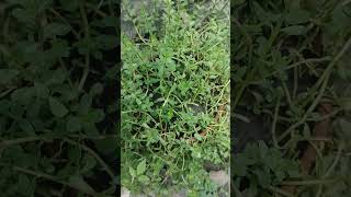 ব্রাহ্মীBacopa monnieri nature beautiful beauty amazing green medicine food plants love [upl. by Ailerua647]