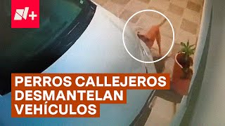 Graban a jauria de perros callejeros desmantelando automóvil  N [upl. by Demona458]