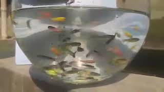 Zebrafish  Brahmanbaria ornamental fish breeding and research center [upl. by Joses]