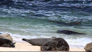 Baby seals rolling in the surf [upl. by Ahscrop]