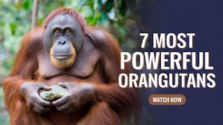 The 7 most powerful orangutans the silverbacked gorillas combat effectiveness perception [upl. by Idnerb]