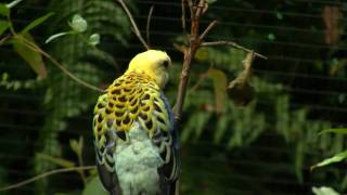 Paleheaded Rosella Platycercus adscitus  Blasskopfrosella [upl. by Ayana349]