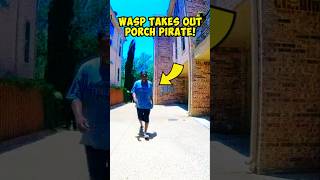 WASP TAKES OUT PORCH PIRATE funny catch fofo shorts [upl. by Aloivaf]