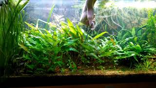 Taille du buisson de cryptocoryne ou massacre dans laquarium planté [upl. by Akienom]