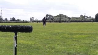 Training my tiercel peregrine [upl. by Ydniw702]