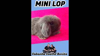 Prepara o Teu Coração music coelhos rabbit minicoelhosriograndedosul brasil shorts viral [upl. by Ylehsa587]