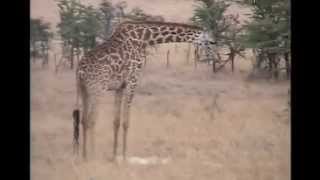 A Giraffe Kills A Lion  Predators vs Prey Worlds Weirdest Animal Attractions [upl. by Ahtnamas]