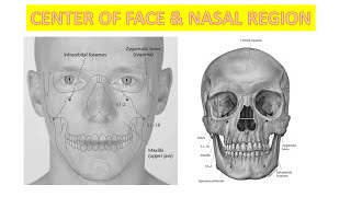 LOCATION METHODS AND CUN MEASUREMENTS HEAD  CENTER OF FACE AND NASAL REGION [upl. by Ribble]