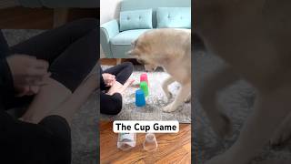 The Cup Game  Mental Stimulation Activity for Dogs [upl. by Junette130]