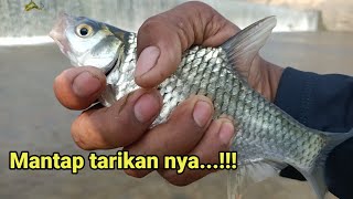 Tarikan paling hebat Mantap ada yang besar mancing tawes di bendungan rentang paling mengerikan [upl. by Eceirehs]