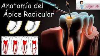 ENDODONCIA  Anatomía del Ápice Radicular [upl. by Aloel324]