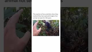 Jungle Camera Trap Catches UNBELIEVABLE Creature [upl. by Reginauld792]