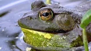 Gigantic bullfrog bellows out a loud croak in the lillypads [upl. by Roede]