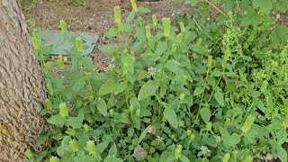 Plant of the Week Herbs What is Self Heal and How Do You Grow it [upl. by Waltner377]