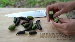 How to Tell When Finger Lime is Ripe  taste test [upl. by Koral]