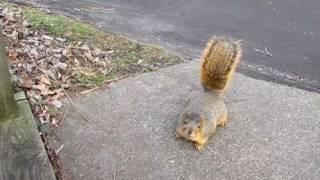 Strange Fat Squirrel [upl. by Helsa]